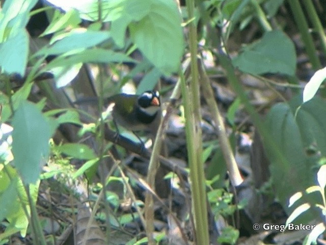 Orange-billed Sparrow (aurantiirostris Group) - ML201825081