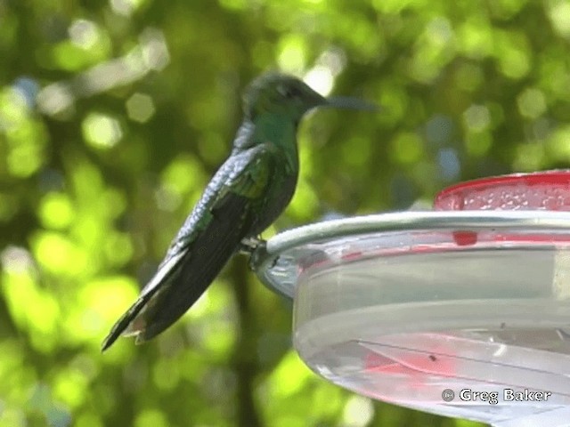 kolibřík subtropický - ML201825491