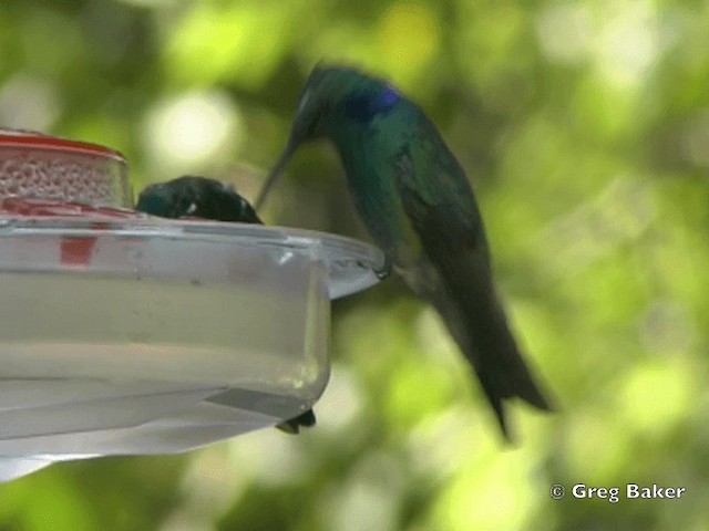 kolibřík modrouchý (ssp. cabanidis) - ML201825511