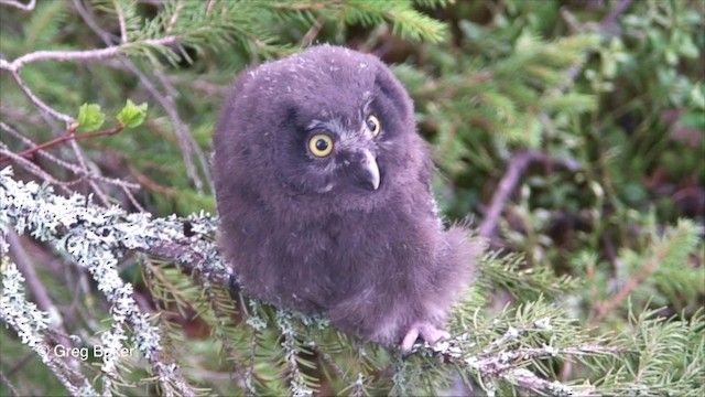 Boreal Owl (Tengmalm's) - ML201825841