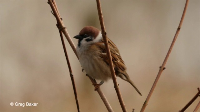 Eurasian Tree Sparrow - ML201826151