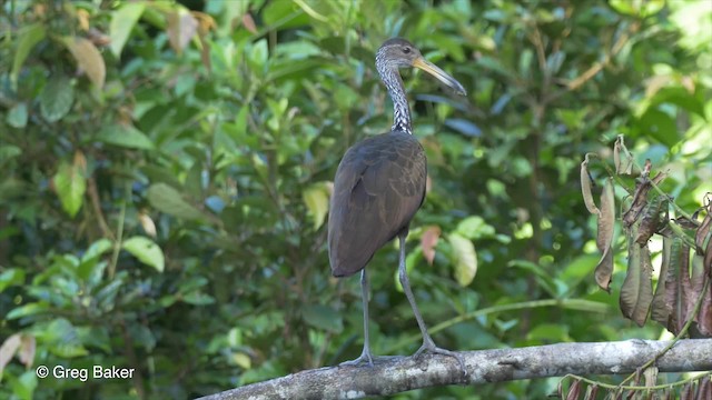 Limpkin (Brown-backed) - ML201826431