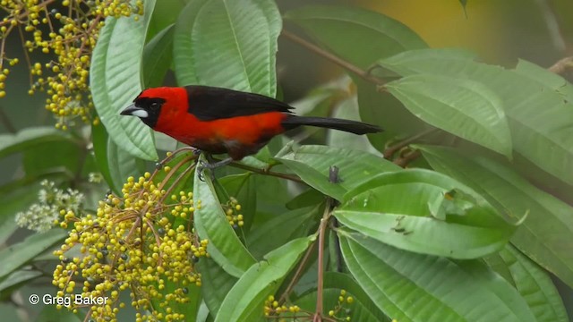  - Masked Crimson Tanager