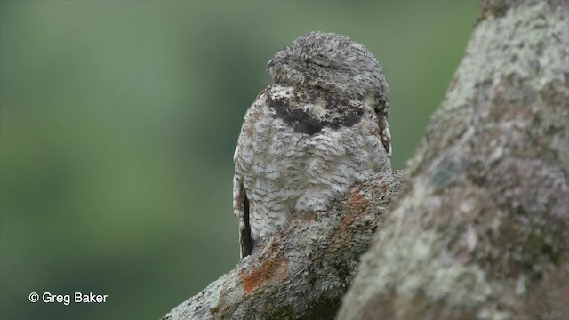  - Great Potoo