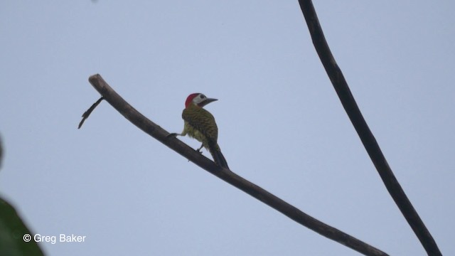Spot-breasted Woodpecker - ML201826891