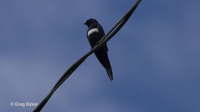 White-banded Swallow - ML201826931
