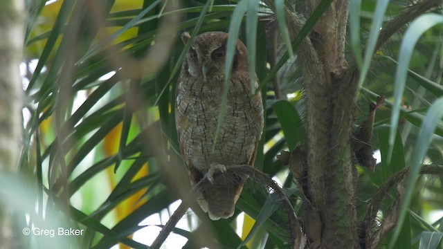 Tropical Screech-Owl - ML201826941