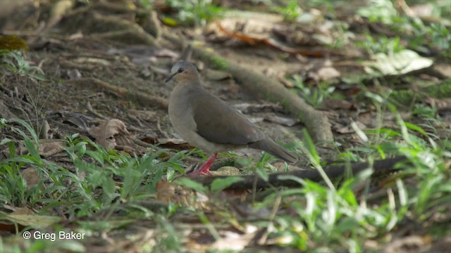 Gray-fronted Dove - ML201826971