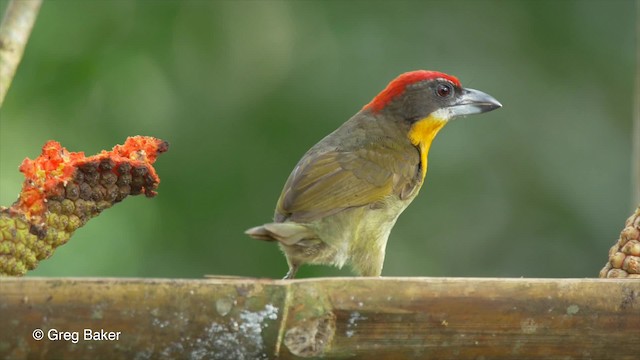  - Scarlet-crowned Barbet