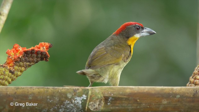 Scarlet-crowned Barbet - ML201826991