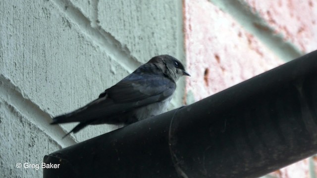 Brown-bellied Swallow - ML201827041