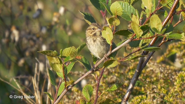 Savannah Sparrow (Savannah) - ML201827251