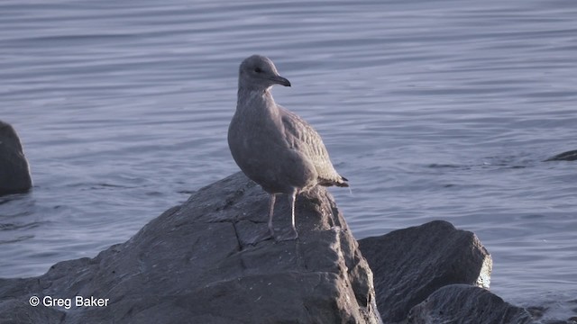 Herring Gull (American) - ML201827381