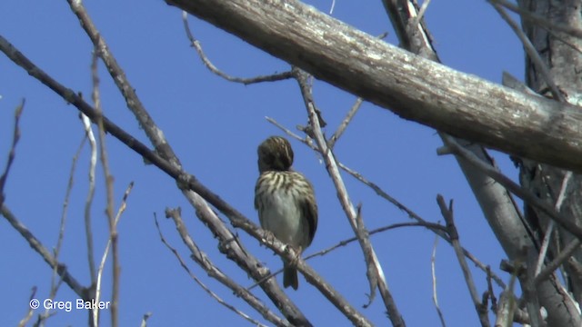 Savannah Sparrow (Savannah) - ML201827431