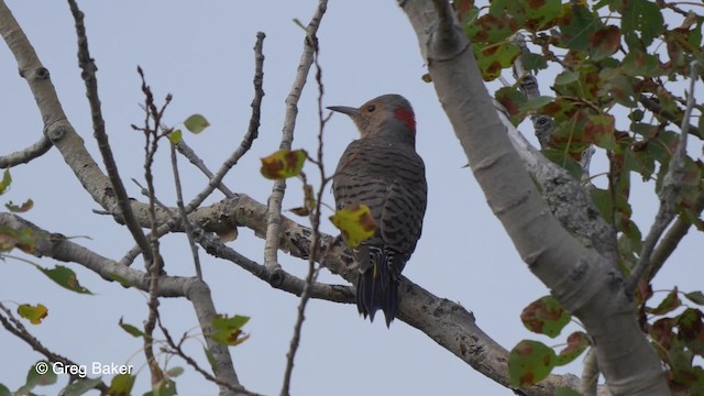 Northern Flicker (Yellow-shafted) - ML201827581