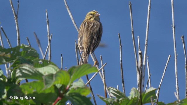 Savannah Sparrow (Savannah) - ML201827691