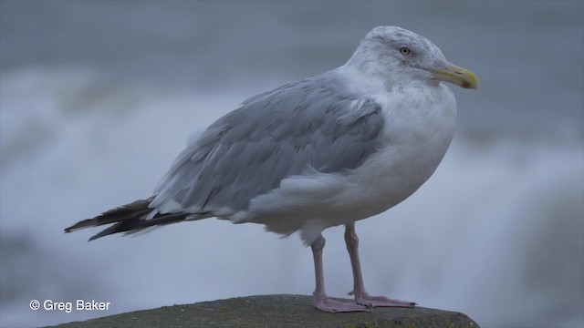 Herring Gull (American) - ML201827741