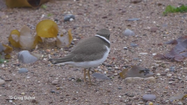 Semipalmated Plover - ML201827771