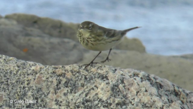 American Pipit (rubescens Group) - ML201827831
