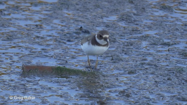 Semipalmated Plover - ML201827851