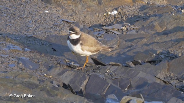 Semipalmated Plover - ML201827861