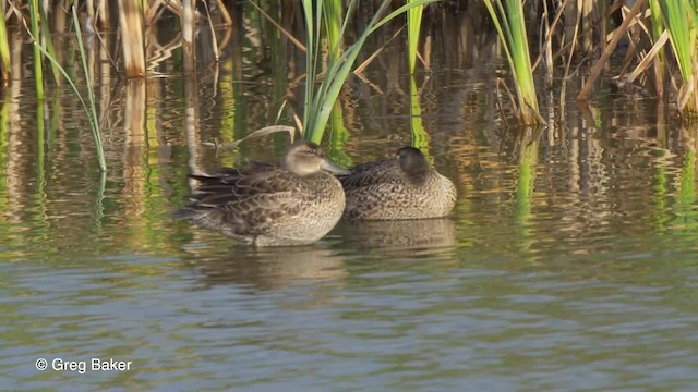 Blue-winged Teal - ML201827971