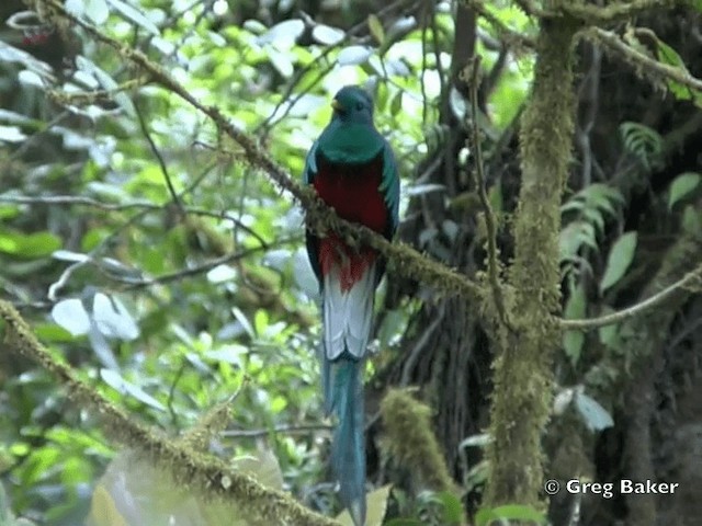 Quetzal (costaricensis) - ML201828071