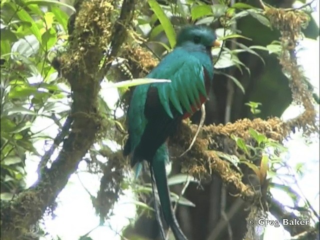Quetzal (costaricensis) - ML201828081