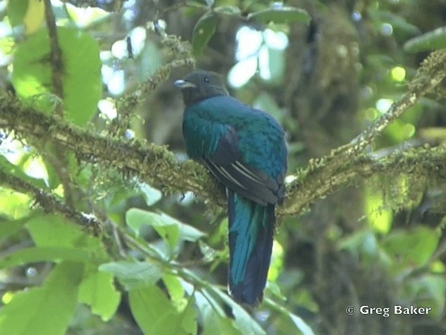 Quetzal resplendissant (costaricensis) - ML201828121