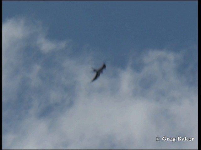 Swallow-tailed Kite - ML201828271