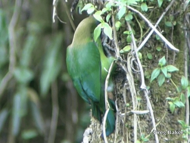 Northern Emerald-Toucanet (Blue-throated) - ML201828281