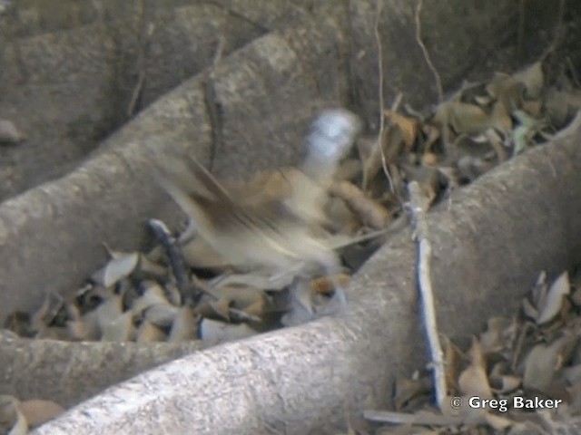 Rufous-naped Wren (Rufous-backed) - ML201828351