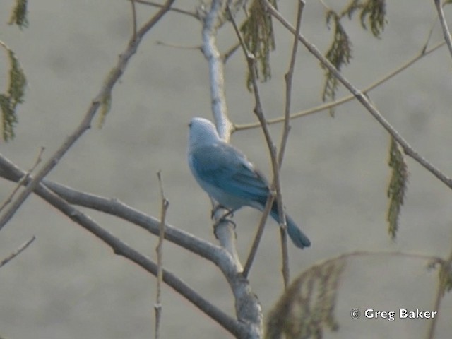 Blue-gray Tanager (Blue-gray) - ML201828371