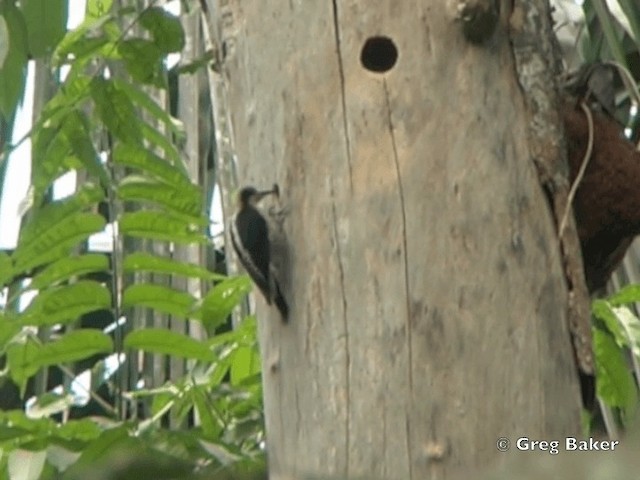 Golden-naped Woodpecker - ML201828421