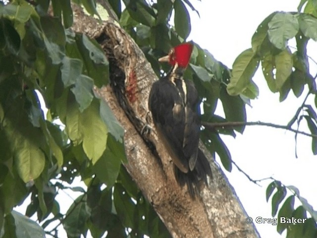 Pale-billed Woodpecker - ML201828611