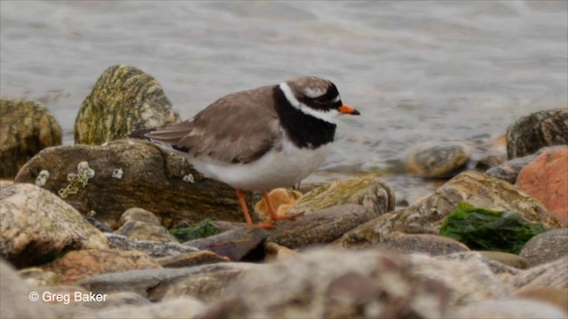 Common Ringed Plover - ML201829031