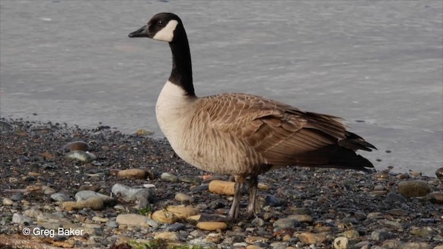Canada Goose (canadensis Group) - ML201829271