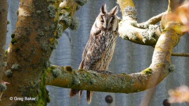 Long-eared Owl (Eurasian) - ML201829341