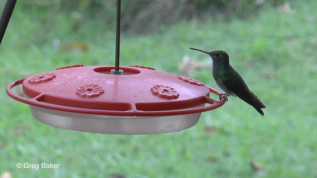 kolibřík zrcadlový - ML201829701