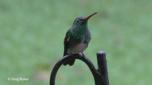 kolibřík zrcadlový - ML201829711