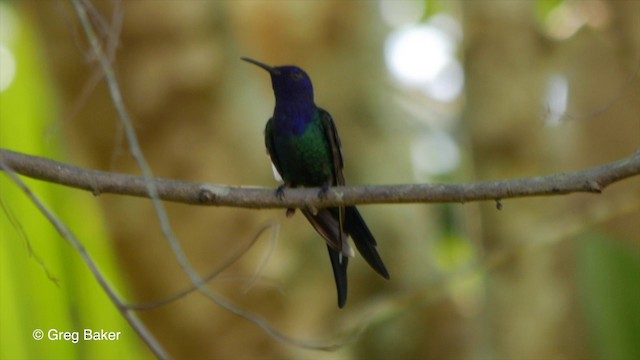 Swallow-tailed Hummingbird - ML201829721