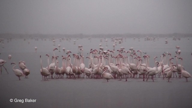 Greater Flamingo - ML201830151