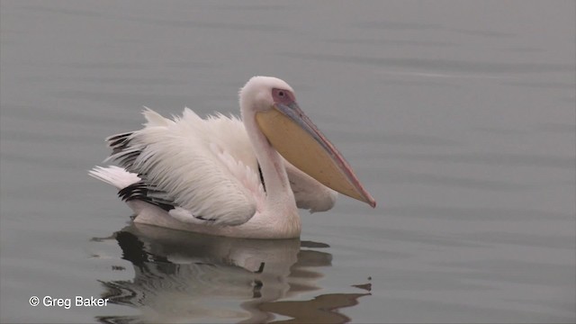 Great White Pelican - ML201830241