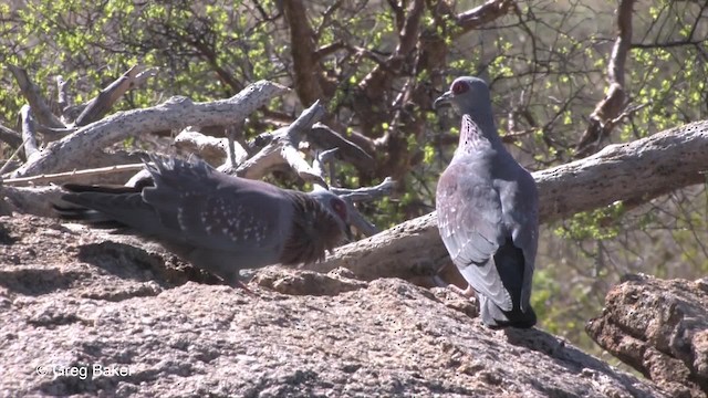 Speckled Pigeon - ML201830441