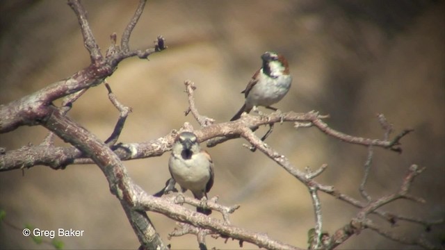 Great Rufous Sparrow - ML201830461