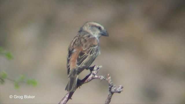 Great Rufous Sparrow - ML201830471