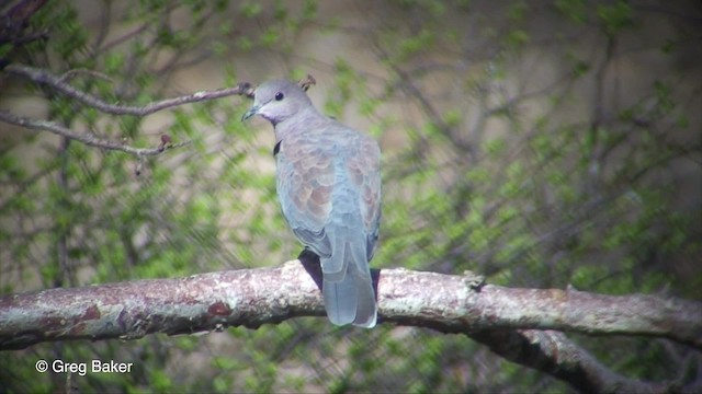 Laughing Dove - ML201830501