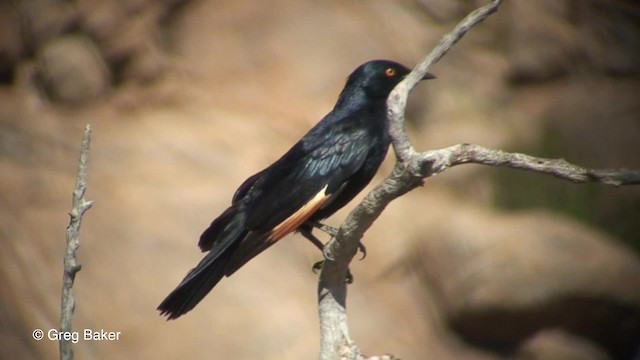 Pale-winged Starling - ML201830571