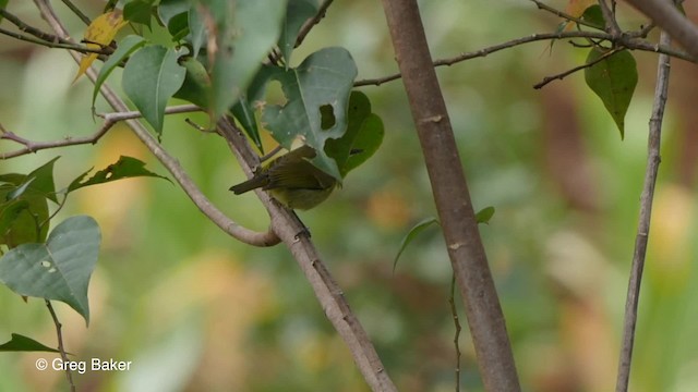 Island Leaf Warbler (New Guinea) - ML201830611