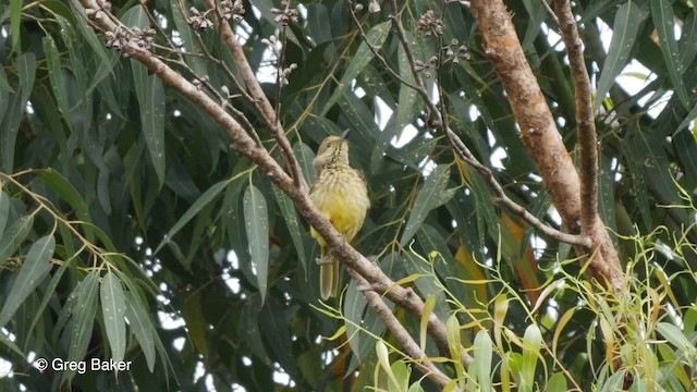 Yellow-breasted Bowerbird - ML201830631